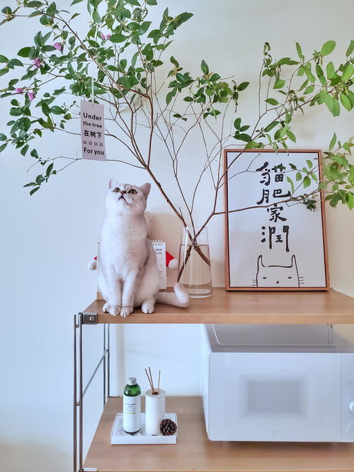 寵物用品如何收納？規劃整理師教你巧用寵物衣架