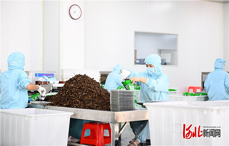 河北滄州:產業升級助力鄉村振興